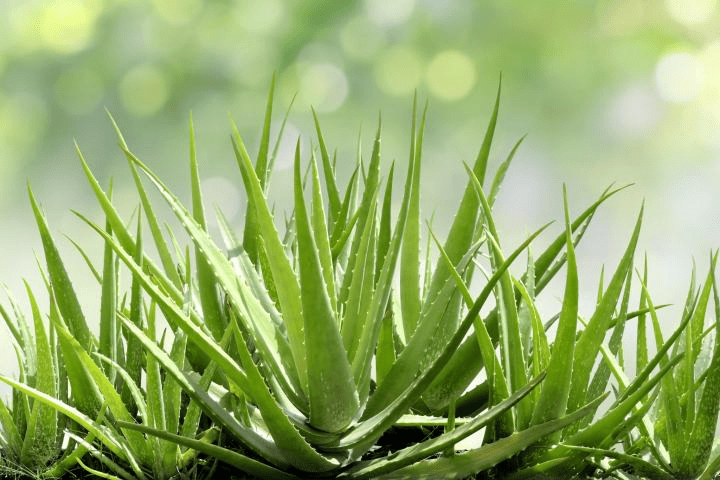 Aloe vera has esophageal soothing properties