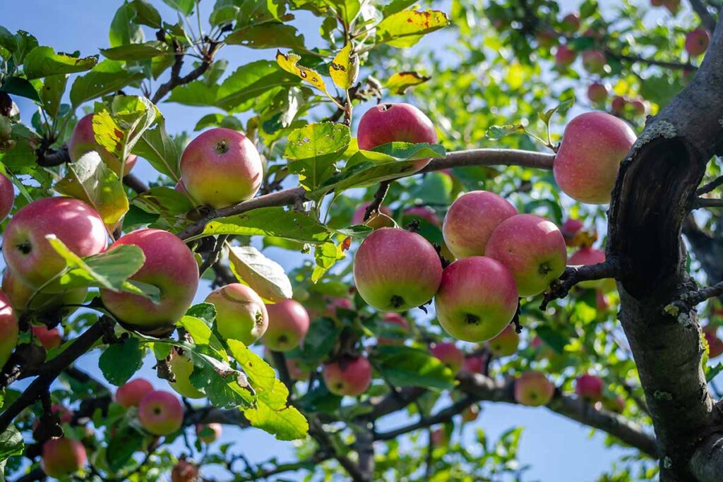 Growing Apple Trees