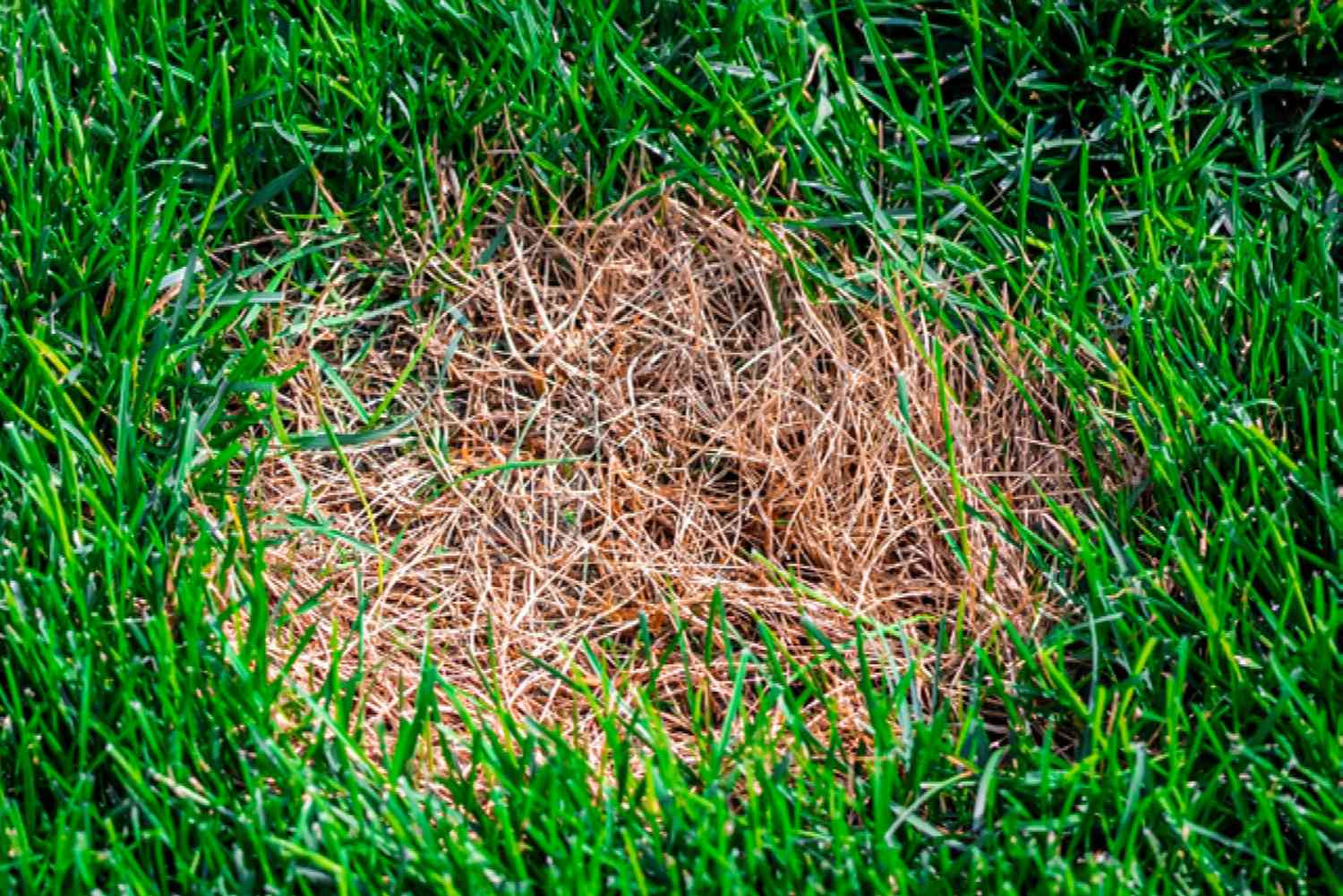 How to Treat Brown Patch Fungus in Your Lawn